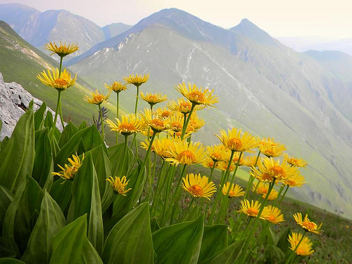 Hegyi árnika (Arnica montana)