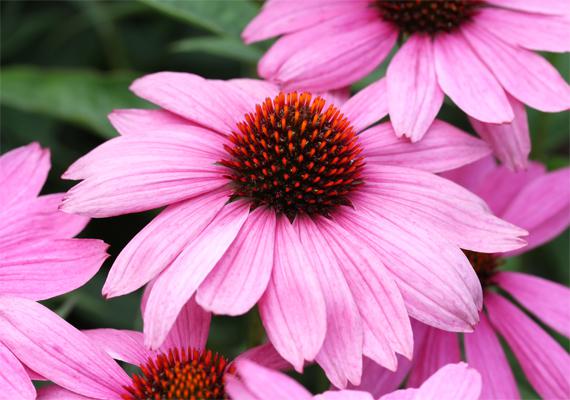 Bíborkasvirág (Echinacea purpure)