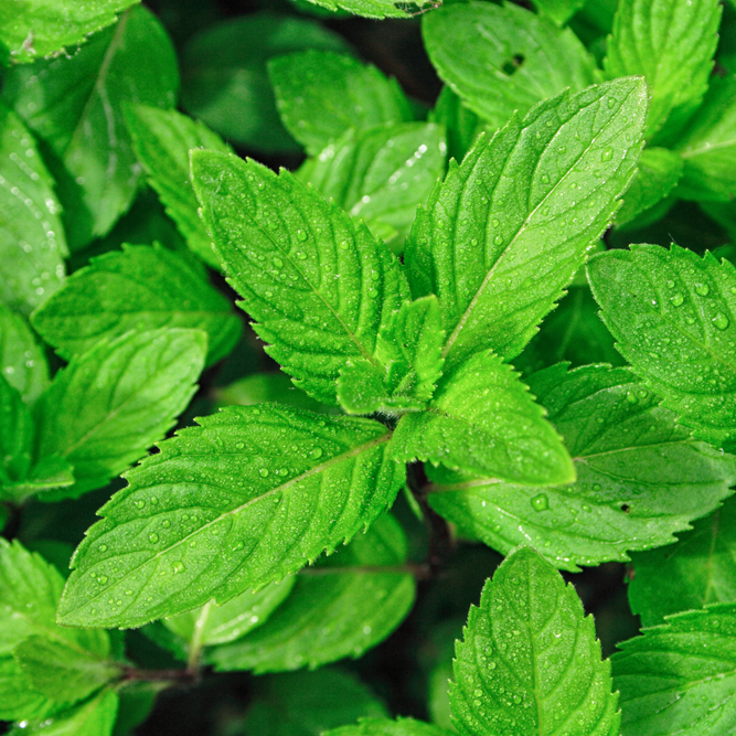 Borsmenta - (Mentha x piperita)