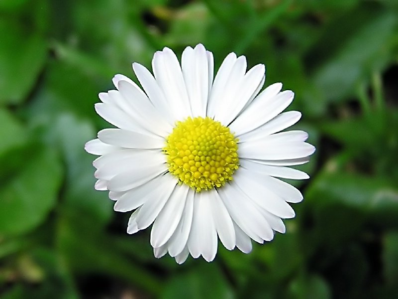 Kamilla - Matricaria recutita