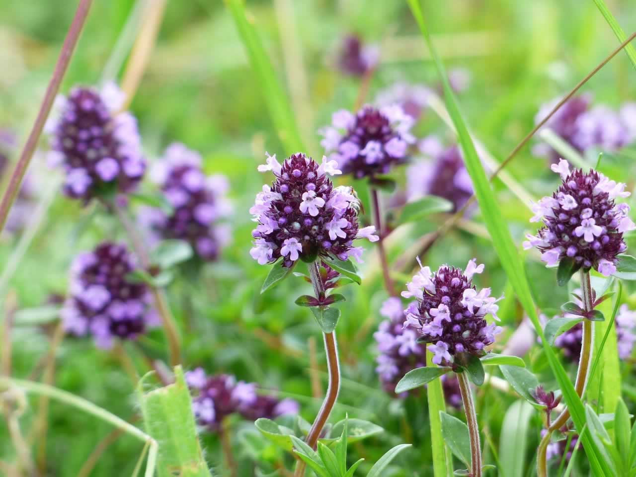 Kakukkfű - (Thymus)