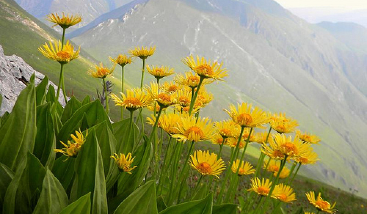 Hegyi árnika (Arnica montana) Hegyi árnika (Arnica montana)