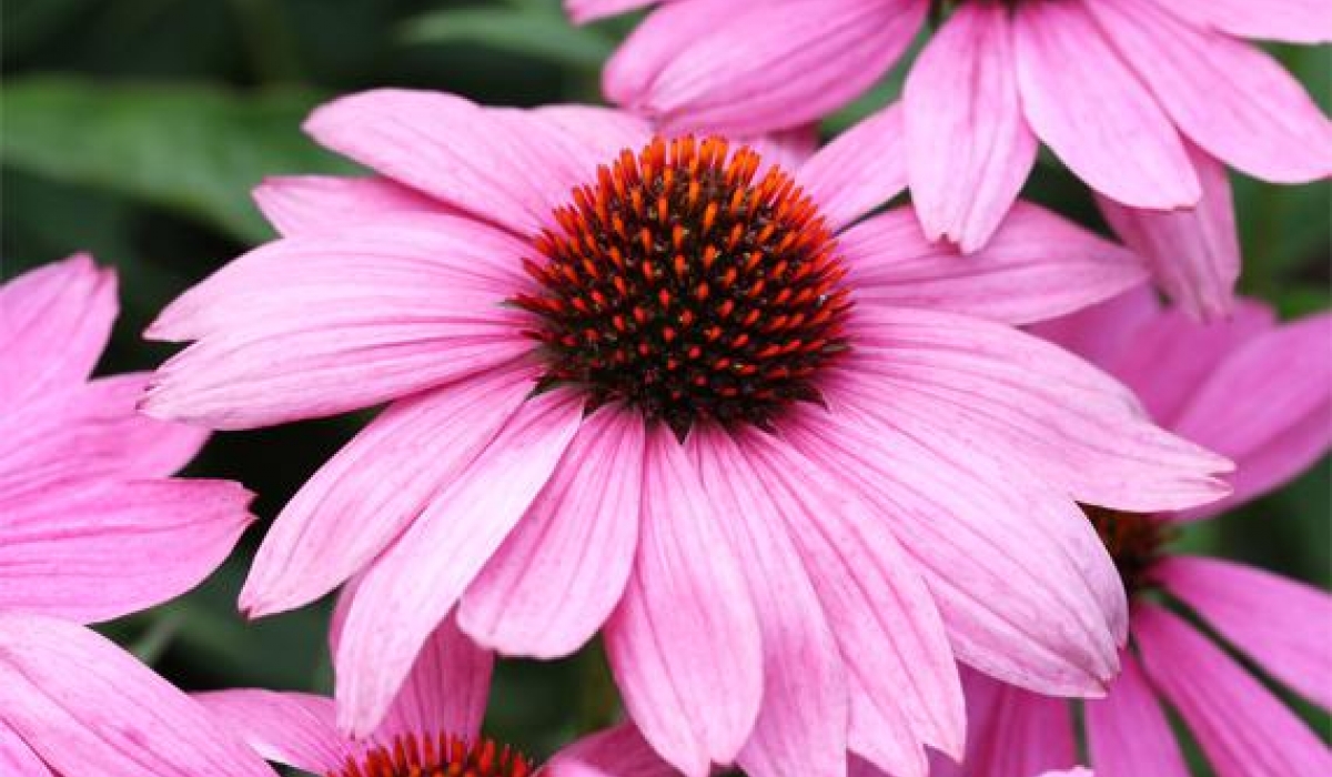 Bíborkasvirág (Echinacea purpure) Bíborkasvirág (Echinacea purpure)