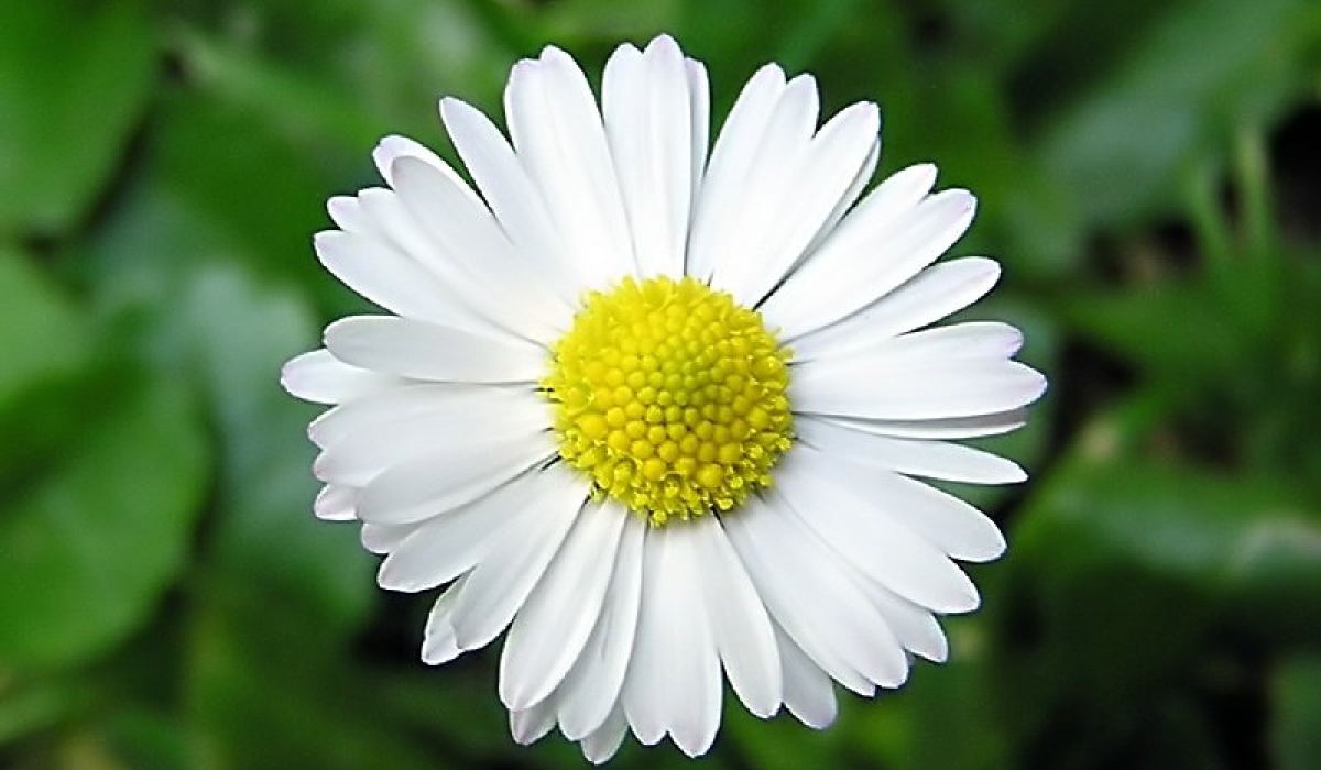 Kamilla - Matricaria recutita Kamilla - Matricaria recutita
